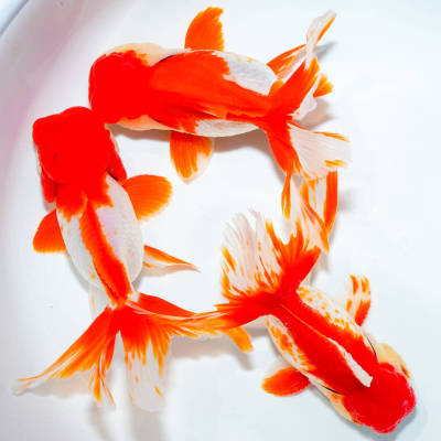 ☆特選品☆ 飯田更紗オランダ オスメス混じり 3匹 約12cm　金魚　きんぎょ　
