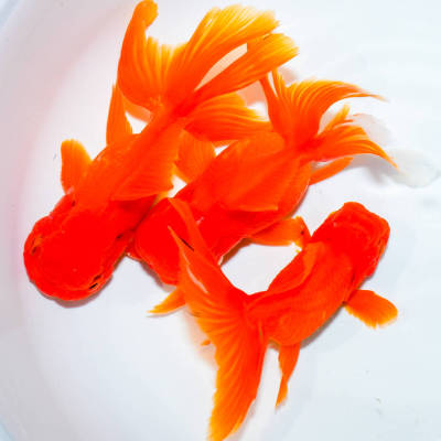 ☆特選品☆ 飯田オランダ オスメス混じり 3匹 約12cm　金魚　きんぎょ　