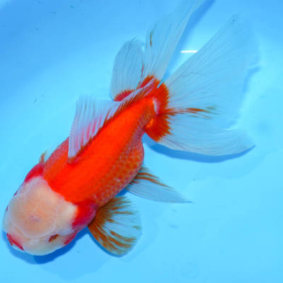 ☆特選品☆ 特大！ 埼玉県産 更紗オランダ メス 1匹 約22cm　金魚　きんぎょ　