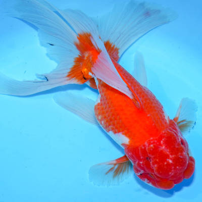 ☆特選品☆ 特大！ 埼玉県産 更紗オランダ オス 1匹 約22cm　金魚　きんぎょ　