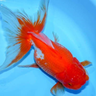 ☆特選品☆ 特大 埼玉県産 更紗オランダ メス 1匹 約22cm　金魚　きんぎょ　