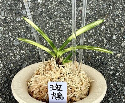 富貴蘭【斑鳩】(イカルガ) 伝統園芸東洋蘭《富貴蘭を楽しんで》