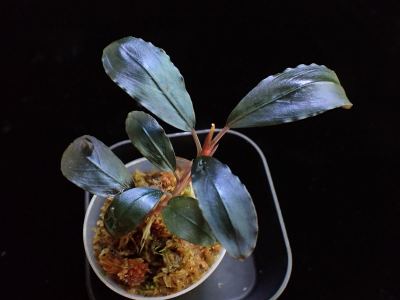 Bucephalandra sp.Theia blue ブセファランドラspティアブルー