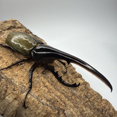 D.Hヘラクレス ♂155mm （505）: U6SAGTR.U71U6I-新MD（175）&times;U6SAGTR.U71U6I-U71.U71・U71イン 
