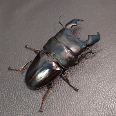スマトラオオヒラタ ♂102.0mm ♀51.5mm ペア(10) KDT血統