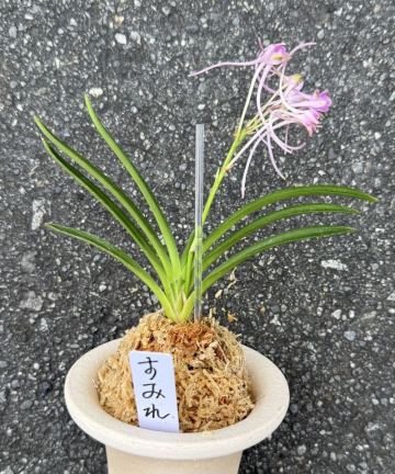 富貴蘭　超希少品種【すみれ】伝統園芸《富貴蘭を楽しんで》